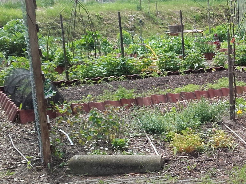 de moestuin van de Abdij van Egmond