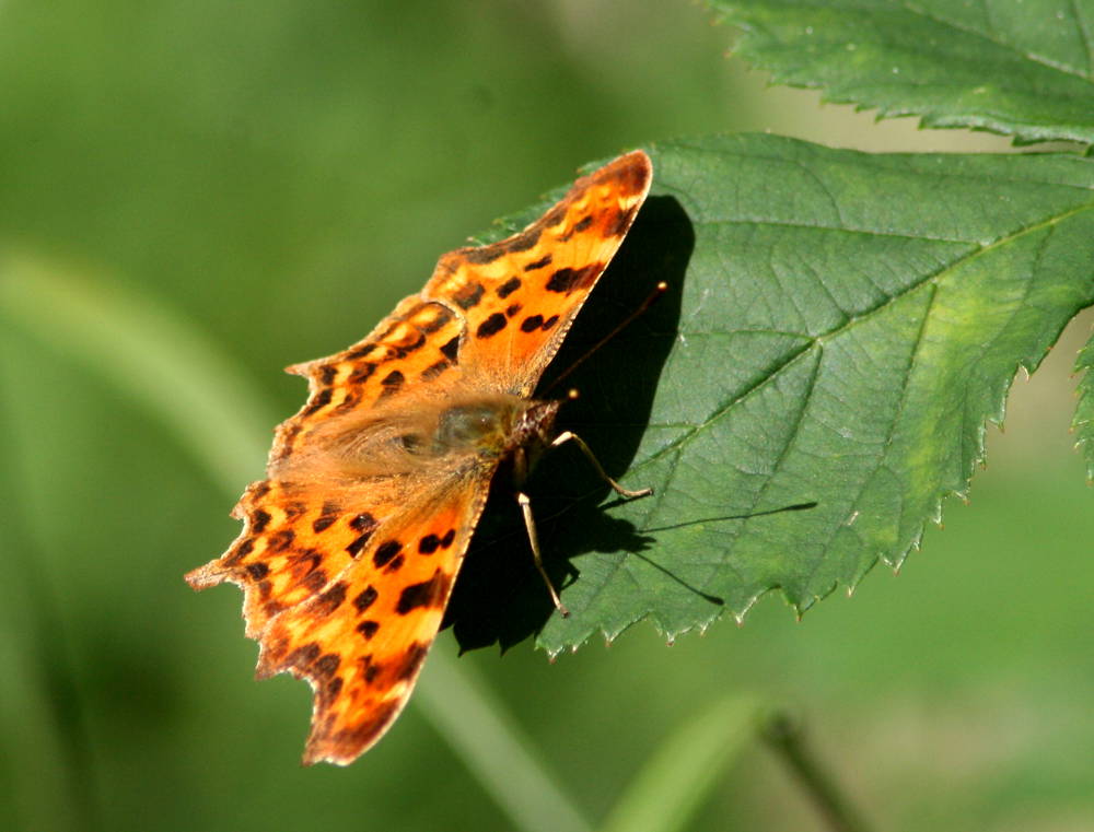 de vlindertuin van de Abdij van Egmond; de gehakkelde aurelia (Polygonia c-album)