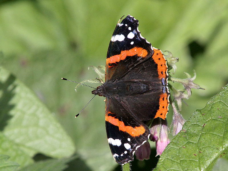 de vlindertuin van de Abdij van Egmond; de Atalanta (Vanessa atalanta)