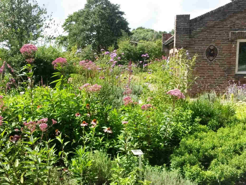 de vlindertuin van de Abdij van Egmond, 2017